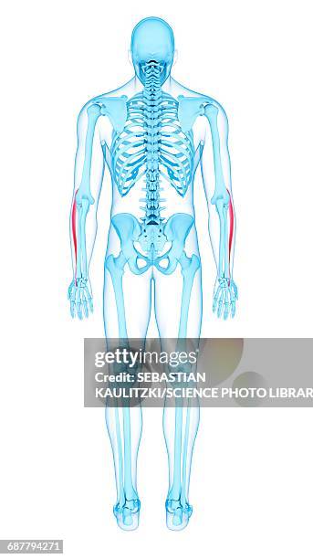 arm muscles, illustration - extensor carpi radialis longus stock illustrations