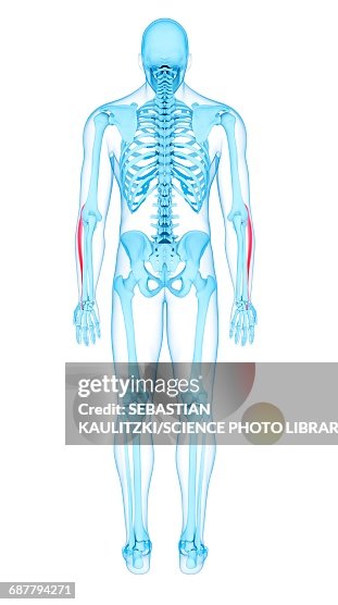 Arm muscles, illustration Arm muscles, illustration