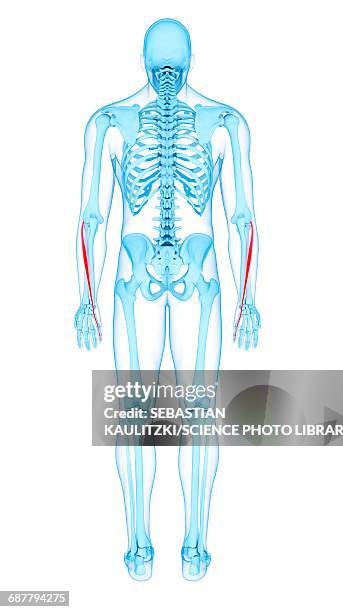 arm muscles, illustration - extensor digiti minimi stock illustrations