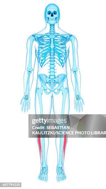 leg muscles, illustration - lower body workout stock illustrations