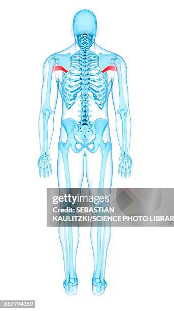 back muscles, illustration - shoulder exercise stock illustrations