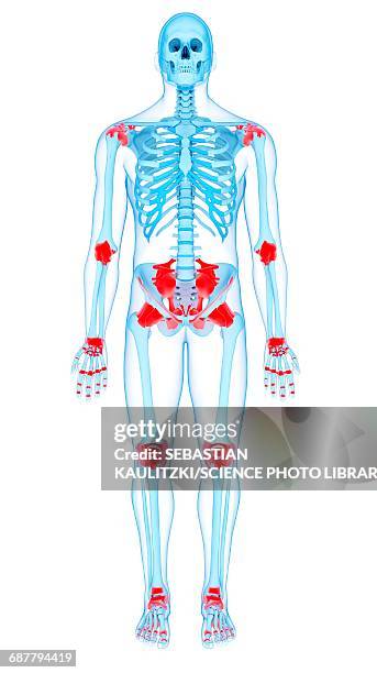 human ligaments, illustration - animation stock illustrations