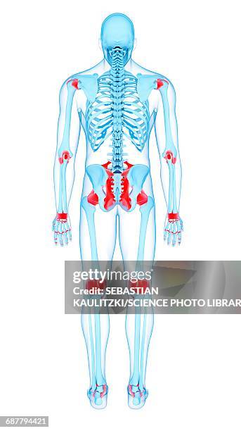 human ligaments, illustration - biomedical animation stock illustrations