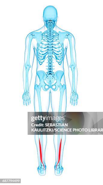 leg muscles, illustration - lower body workout stock illustrations