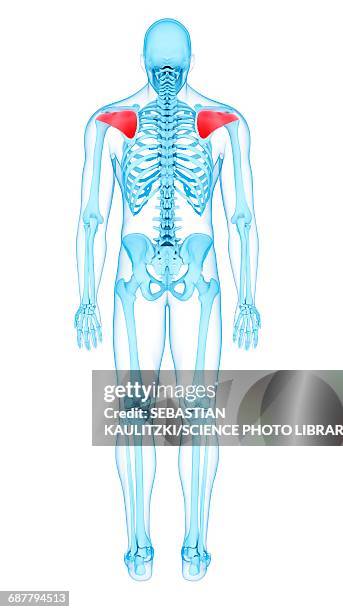 back muscles, illustration - infraspinatus 幅插畫檔、美工圖案、卡通及圖標