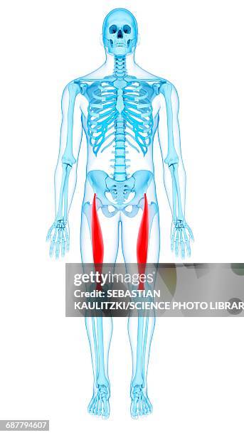 stockillustraties, clipart, cartoons en iconen met thigh muscles, illustration - rectus femoris