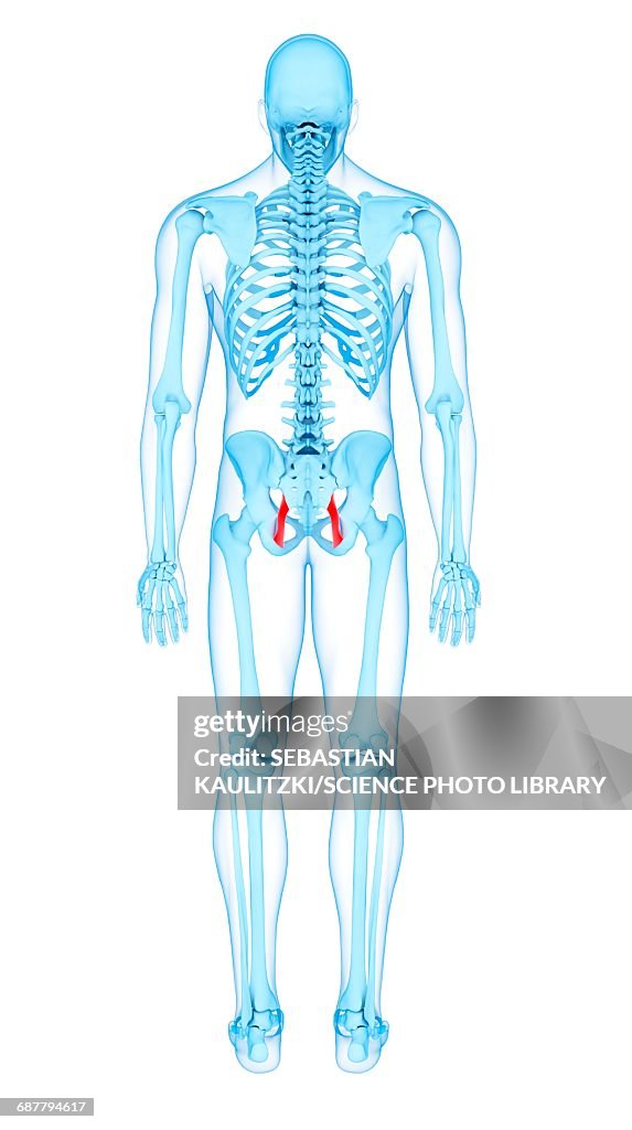 Pelvis muscles, illustration