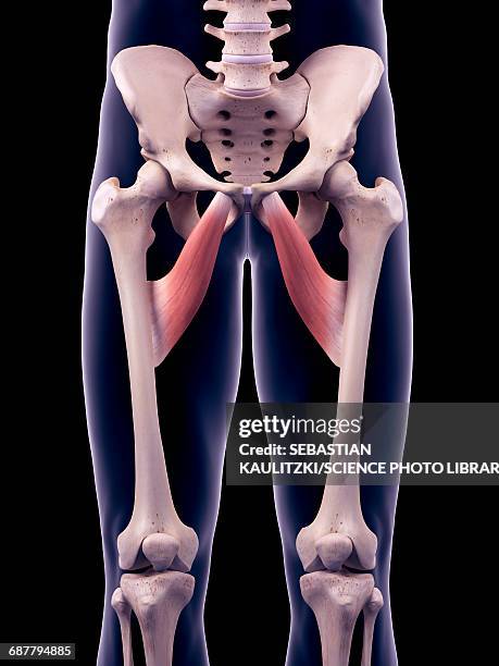 thigh muscles, illustration - lower body workout stock illustrations