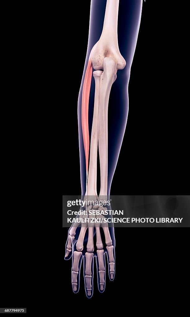 Arm muscle, illustration