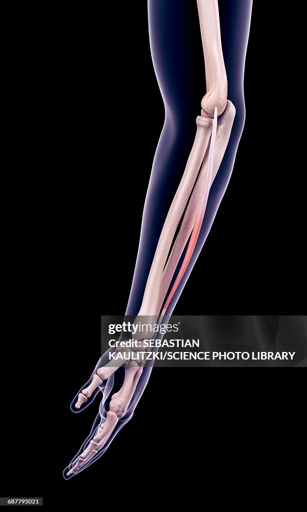 Arm muscle, illustration