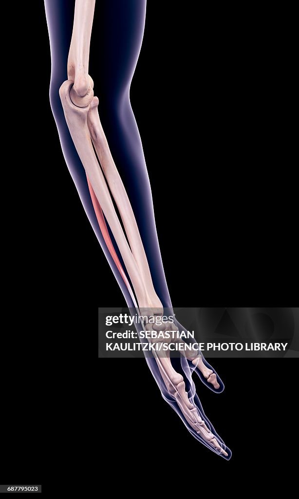 Arm muscle, illustration