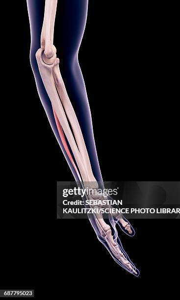 arm muscle, illustration - lower body workout stock illustrations