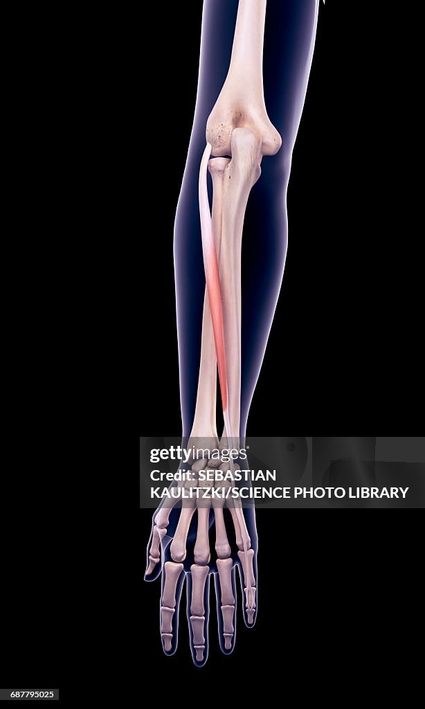 Arm muscle, illustration