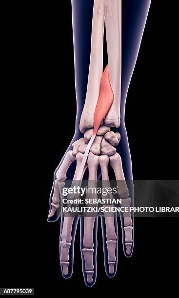 arm muscle, illustration - extensor indicis stock illustrations