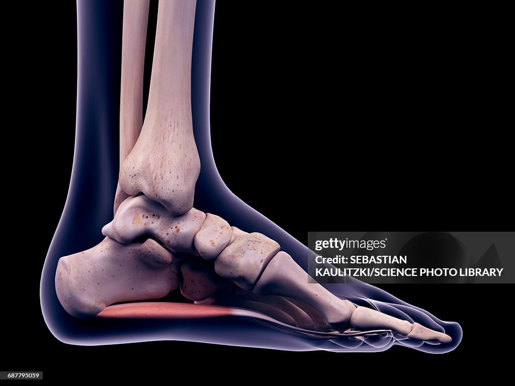 Foot muscle, illustration