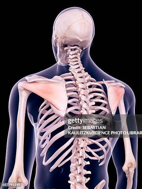 back muscles, illustration - infraspinatus stock illustrations