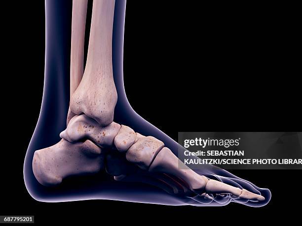 foot muscle, illustration - leg exercise stock illustrations