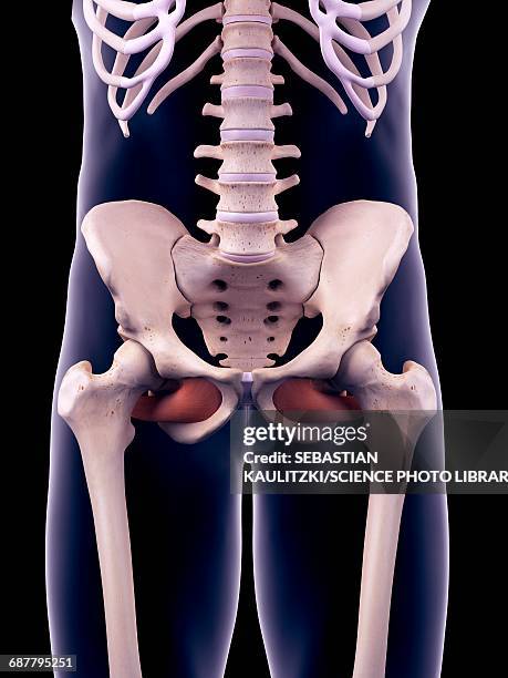 Internus Muscle 34 Obturator Internus Muscle Stock Photos, High-Res Pictures, and ...