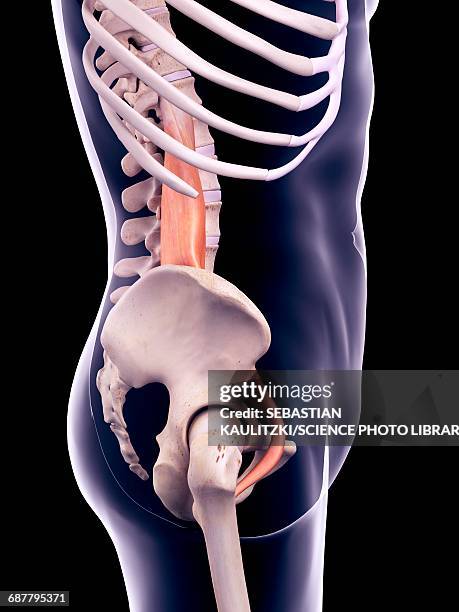 abdominal muscle, illustration - pelvic exercise stock illustrations