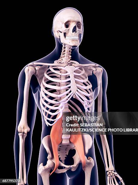 ilustrações de stock, clip art, desenhos animados e ícones de abdominal muscles, illustration - ílio