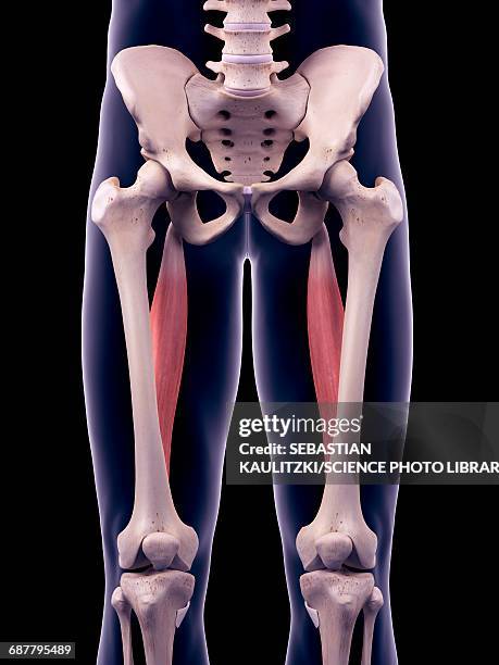 276 Upper Thigh Stock Photos, High-Res Pictures, and Images - Getty Images