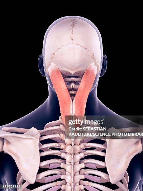 Neck Ropes Muscle 746 Muscle Of The Neck Anterior View Stock Photos, High-Res Pictures ...