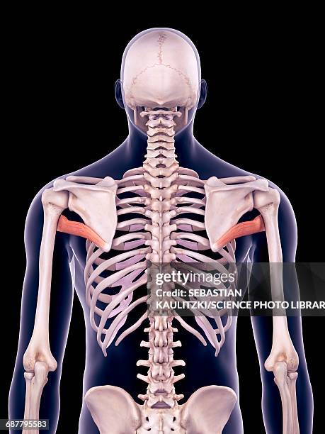 back muscles, illustration - shoulder exercise stock illustrations
