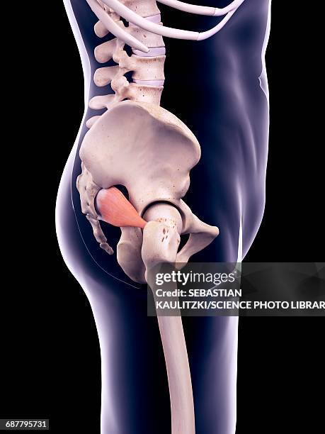 ilustraciones, imágenes clip art, dibujos animados e iconos de stock de hip muscle, illustration - músculo piriforme