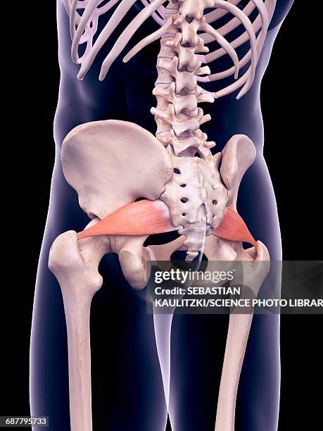 hip muscles, illustration - pelvic exercise stock illustrations