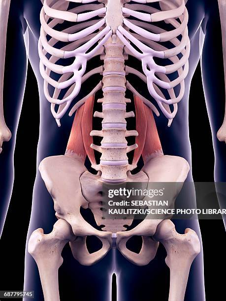 back muscles, illustration - pelvic exercise stock illustrations