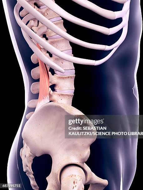 back muscle, illustration - pelvic exercise stock illustrations