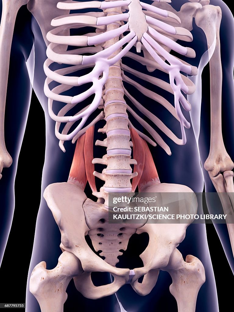 Back Muscles Illustration High-Res Vector Graphic - Getty Images