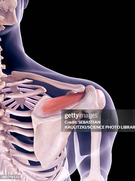 shoulder muscle, illustration - shoulder exercise stock illustrations