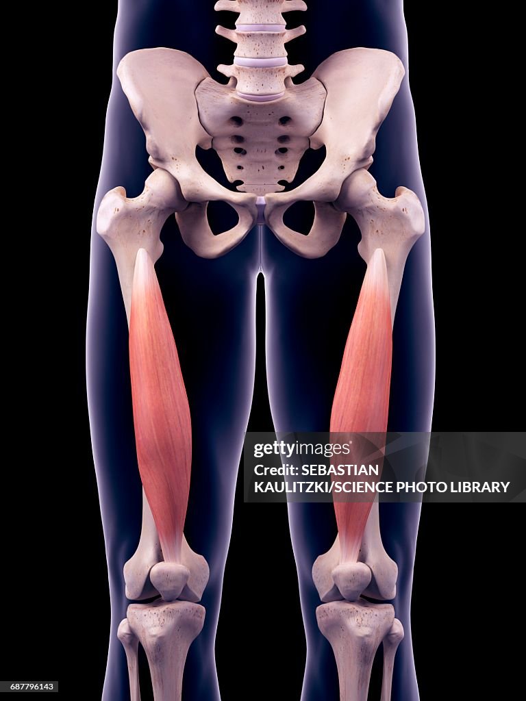 Thigh muscles, illustration