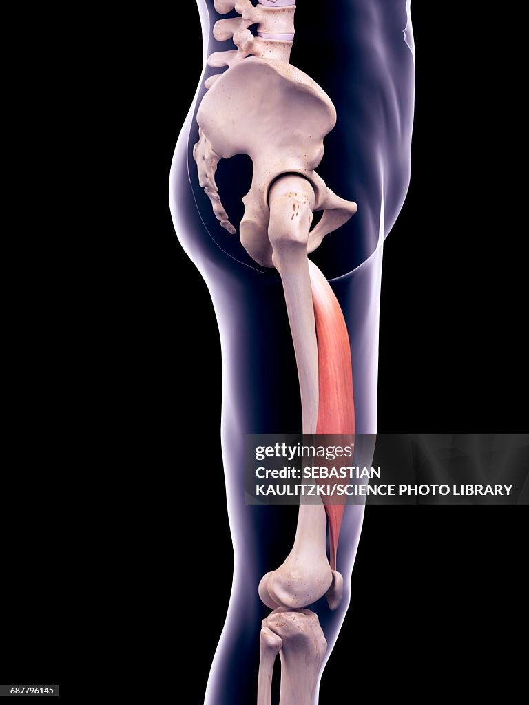 Thigh muscle, illustration