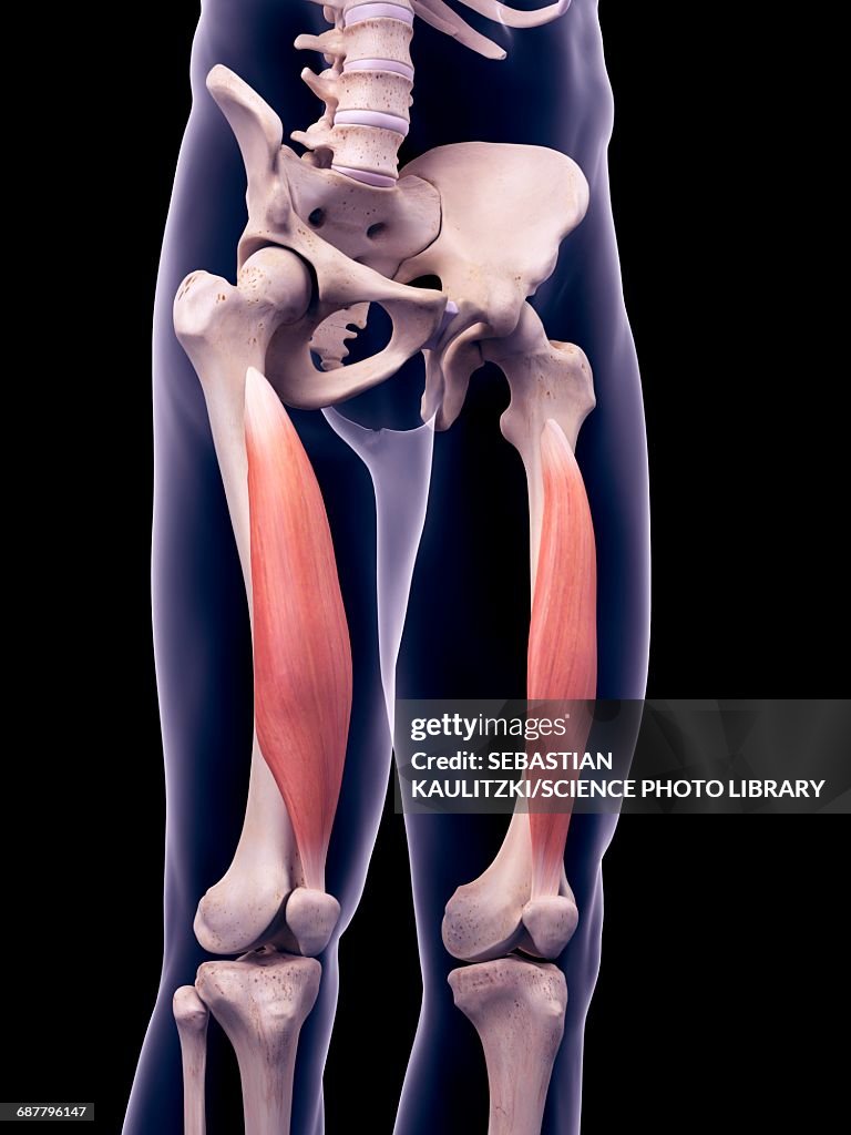 Thigh muscles, illustration
