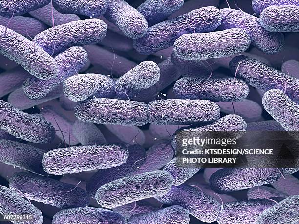 enterobacteriaceae bacteria - microbio foto e immagini stock