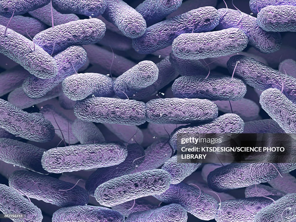 Enterobacteriaceae bacteria