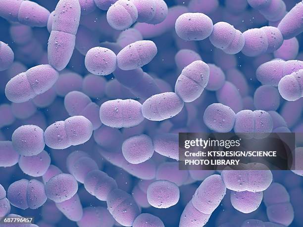 streptococcus pneumoniae bacteria - streptococcus stock-fotos und bilder