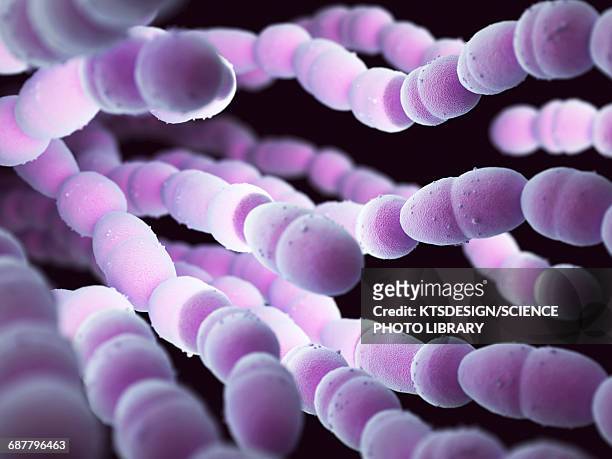 streptococcus pneumoniae bacteria - pneumococcus stock-fotos und bilder