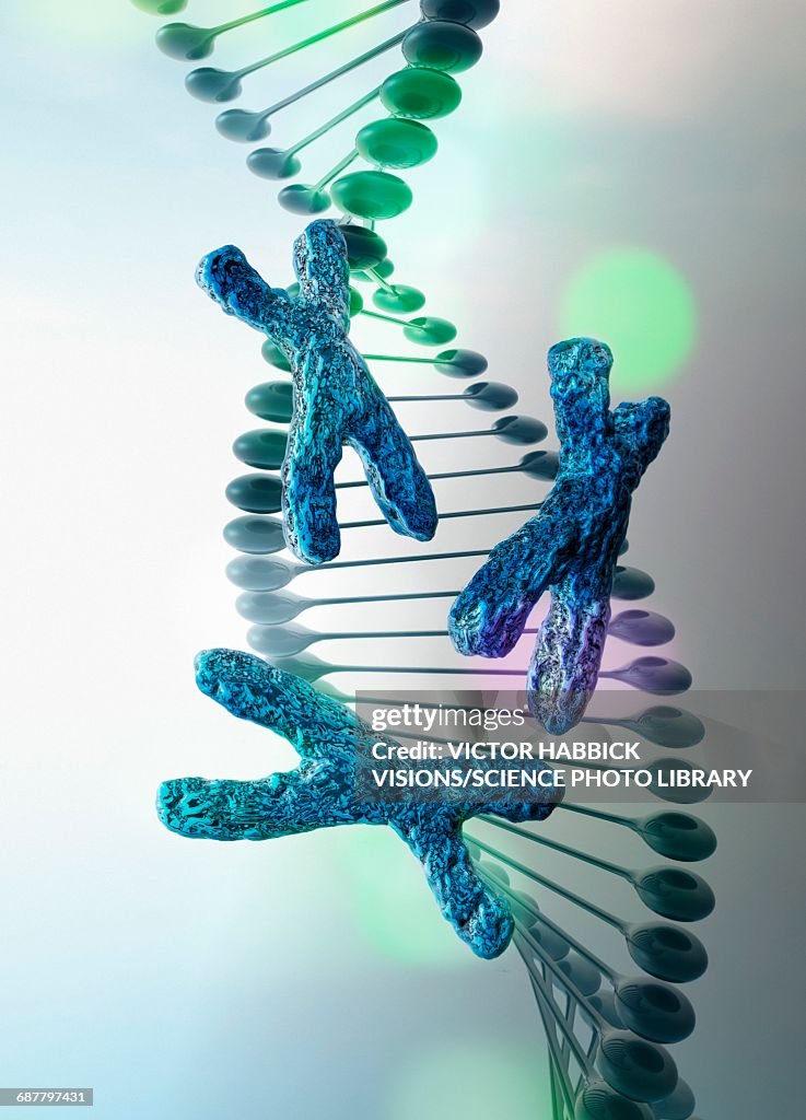 DNA strand with x chromosomes, illustration