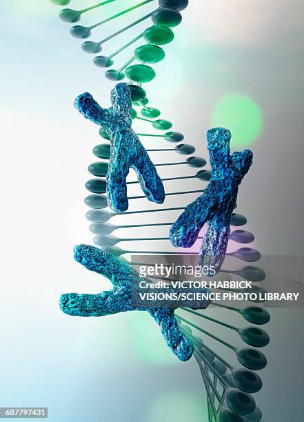 dna strand with x chromosomes, illustration - 染色体点のイラスト素材／クリップアート素材／マンガ素材／アイコン素材