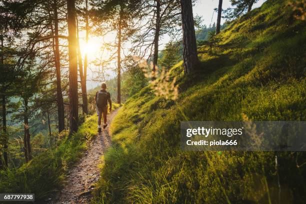 sentiero dell'uomo anziano che escursioni in una foresta di montagna - sentiero foto e immagini stock