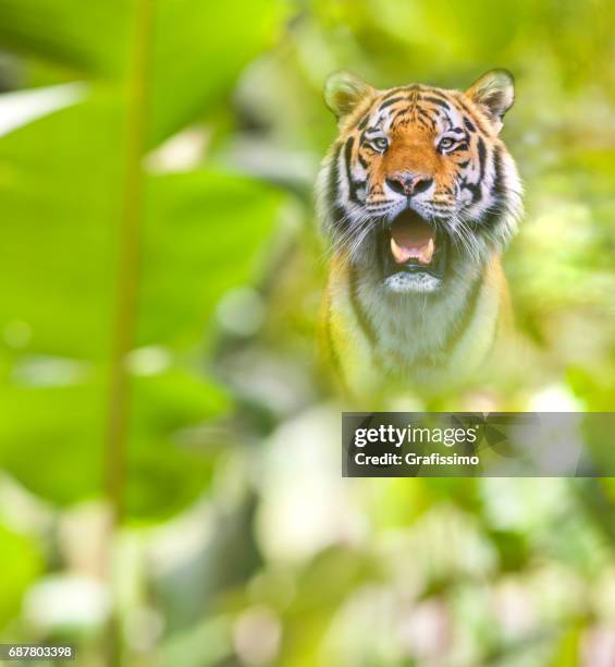 siberian tiger standing looking at camera - tiger furry stock pictures, royalty-free photos & images