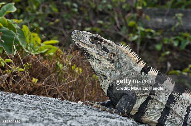 a mexican spiny-tailed iguana basks in the suns hot rays on the southern point of isla mujeres. - mujeres hot stock pictures, royalty-free photos & images