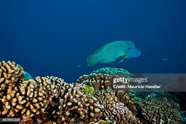 an endangered humphead wrasse swims over a fringing coral reef off millennium atoll. - humphead wrasse stockfoto's en -beelden