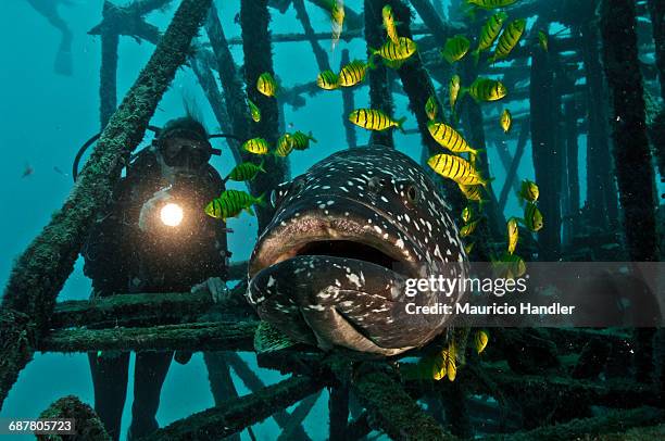 golden trevally fish surround a giant grouper as a diver looks on in an artificial reef off mabul island, sabah, malaysia.  - epinephelus lanceolatus stock pictures, royalty-free photos & images