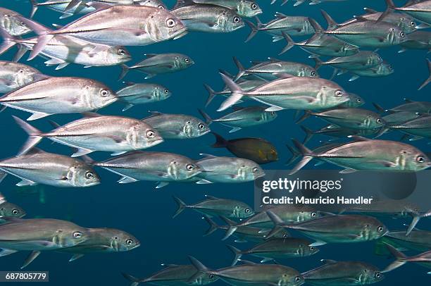 bigeye trevally fish congregate in large schools during low tide off in the waters off sipadan island. - bigeye fish stock pictures, royalty-free photos & images