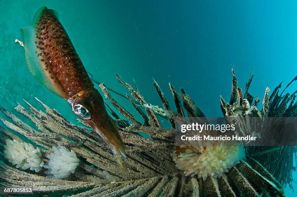 a bigfin reef squid, sepioteuthis lessoniana, lays its eggs on a floating palm tree frond. - bigfin reef squid stock pictures, royalty-free photos & images