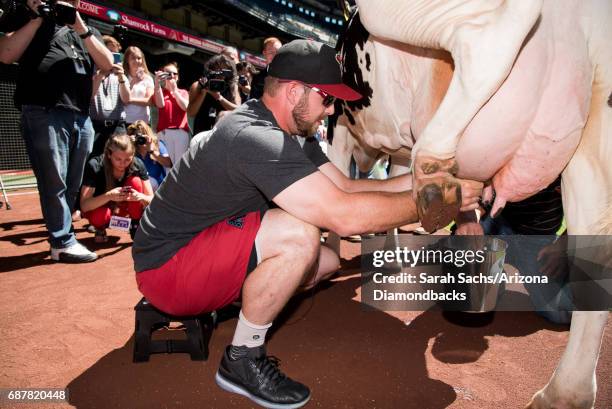 Hoover of the Arizona Diamondbacks competes in a cow-milking contest before the game against the Chicago White Sox at Chase Field on May 23, 2017 in...